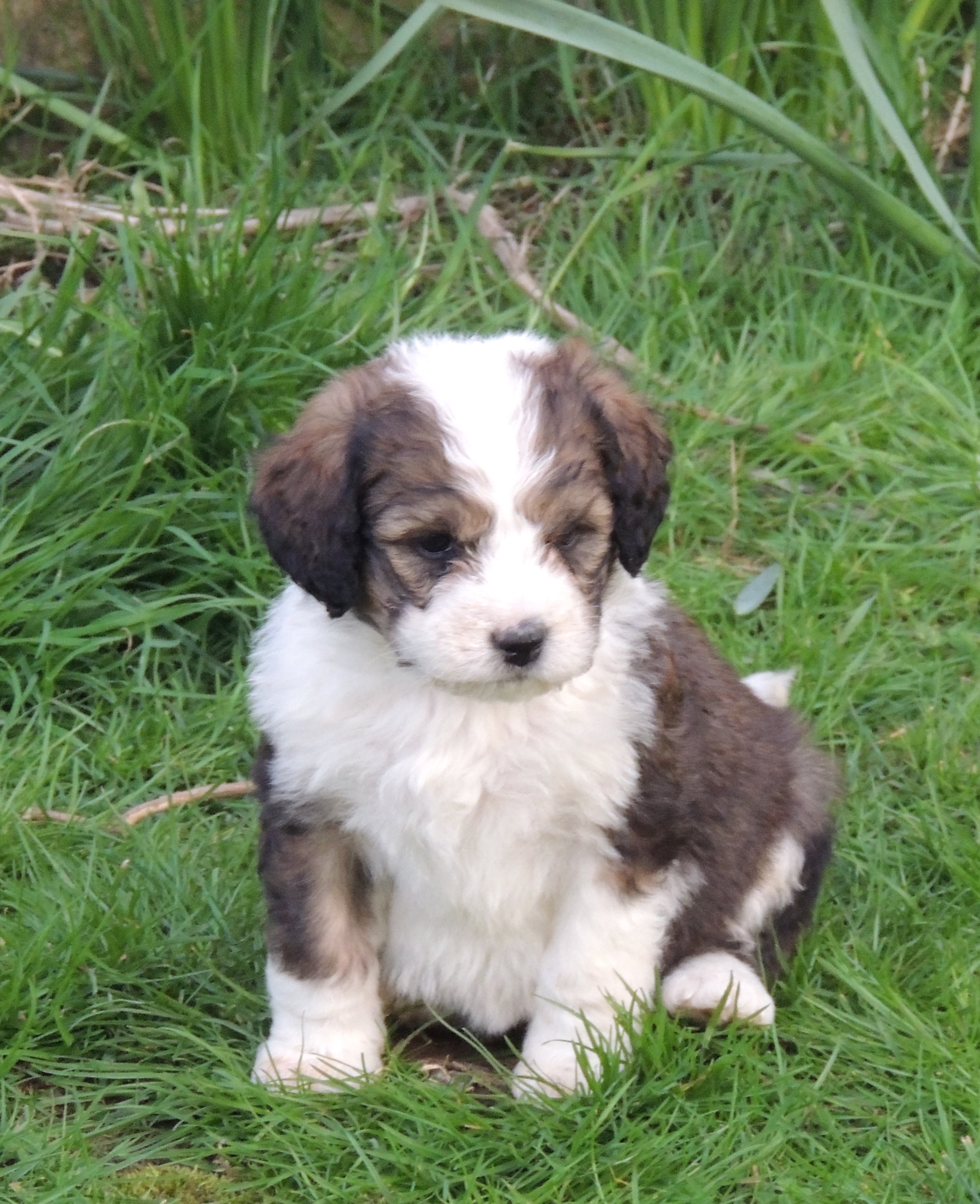 Bernedoodle puppies boys & girls only 4 left! Ready 13th
