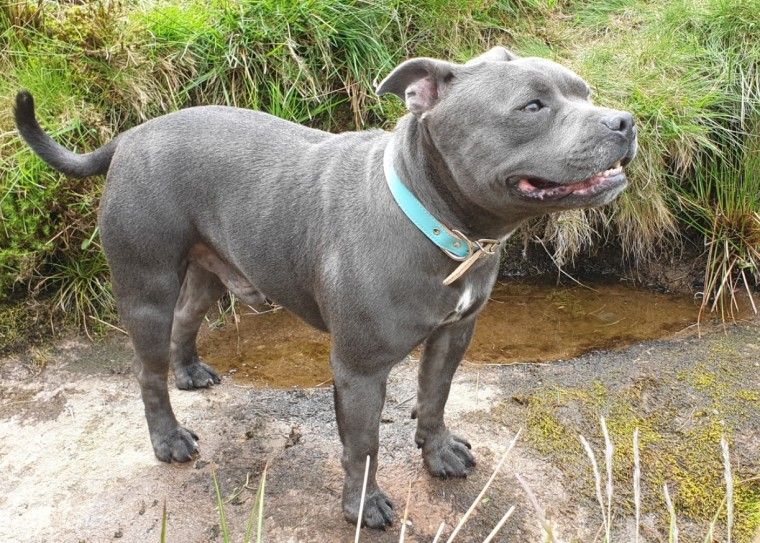 staffordshire bull terrier north west