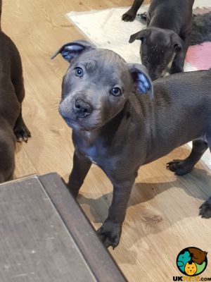 kc registered blue staffy puppies for sale