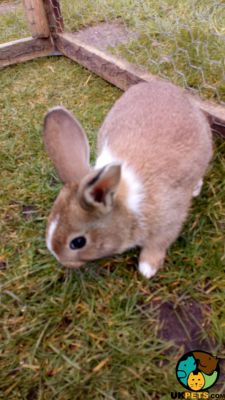 4 Dutch Baby Rabbits | 231560 | UK Pets