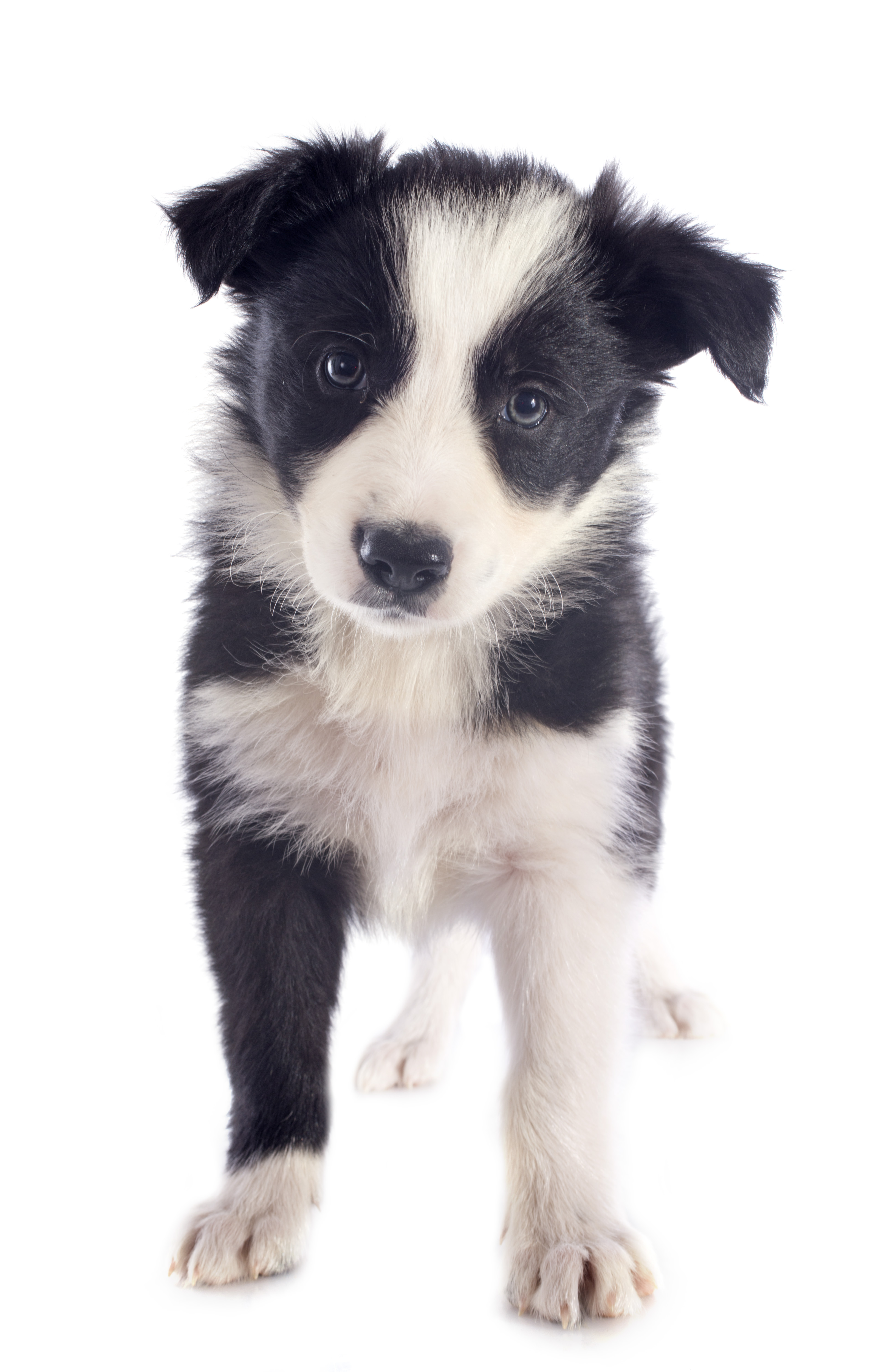 Border Collie Puppy Wanted UKPets