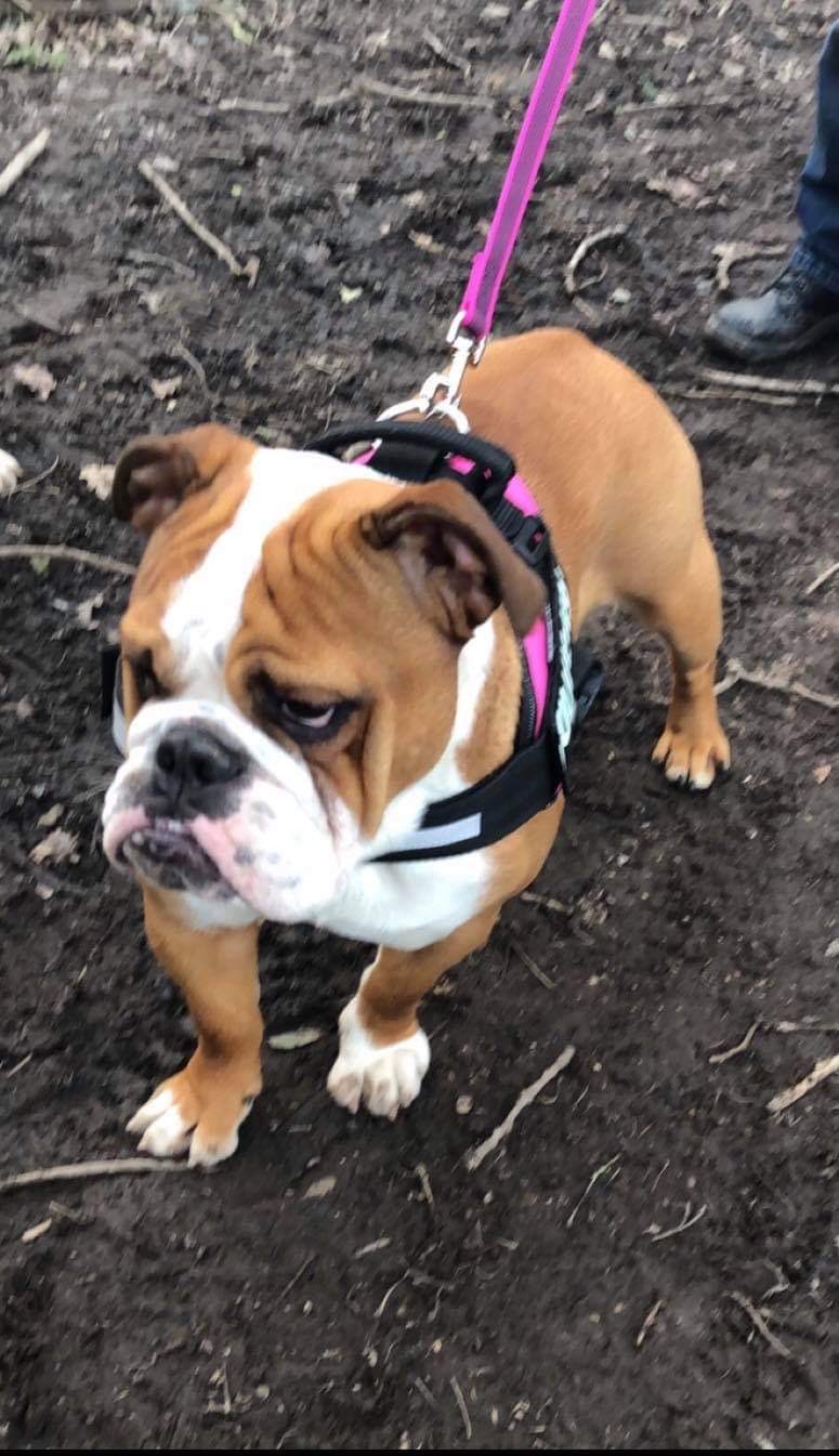 Dolly. 2 year old Female English Bulldog for sale UKPets