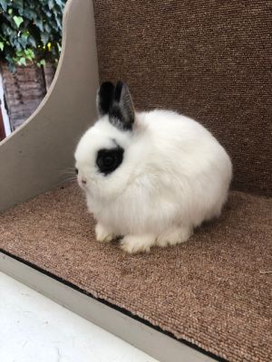 Netherland Dwarf for Rehoming