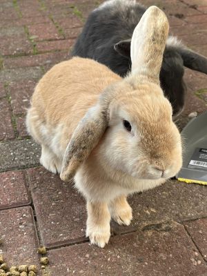 Dwarf Lop for Rehoming