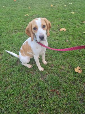 Beagle For Sale in Great Britain