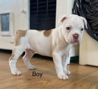 Alapaha Blue Blood Bulldog For Sale in the UK