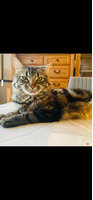 Maine Coon For Sale in the UK