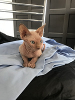 Lovely Sphinx Cat for Sale