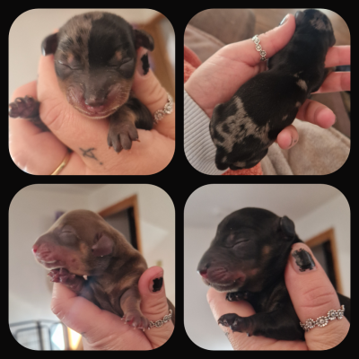 Miniature Dachshund For Sale in Great Britain