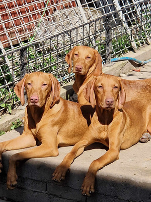 Hungarian Vizsla Dogs Breed