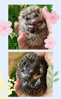 Pygmy Hedgehog For Sale in Great Britain