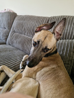 Beautiful 2 year old whippet cross