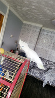 Cockatoo For Sale in the UK