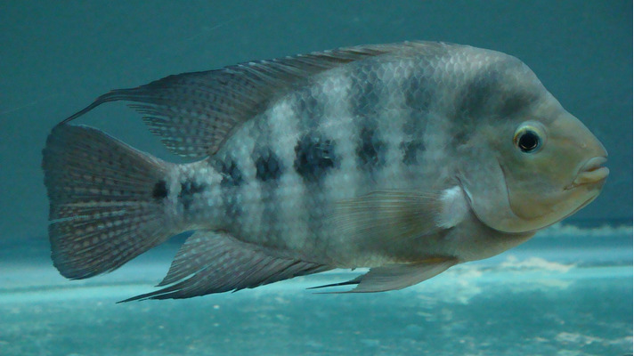 Available Cichlids