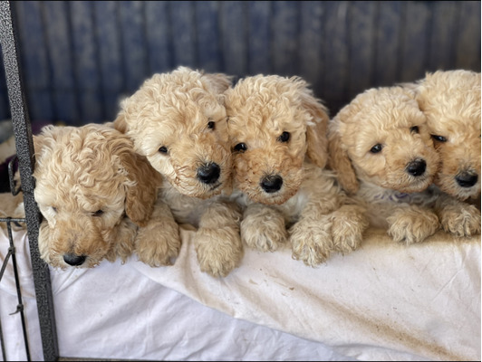 Poodle For Sale in Great Britain