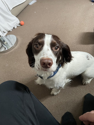 English Springer Spaniel For Sale in Great Britain