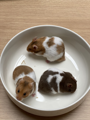 Hamster Advertisement UK Pets