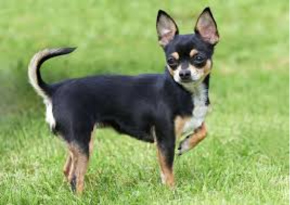 Chihuahua Wanted in Lodon