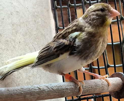 Canaries for Rehoming