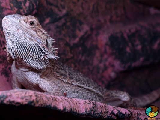 Bearded Dragons in Great Britain