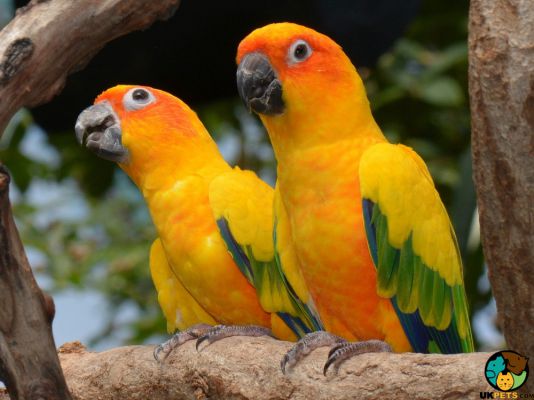 Conures in the UK