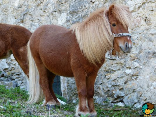 Shetland Pony Pet in the UK