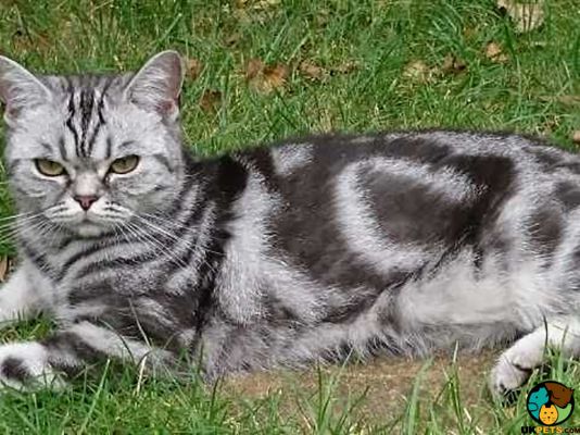 American Shorthairs in the UK