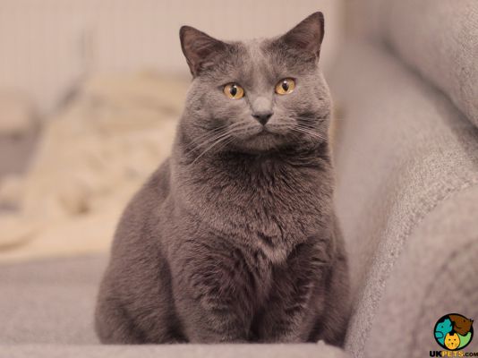 Chartreux in Great Britain
