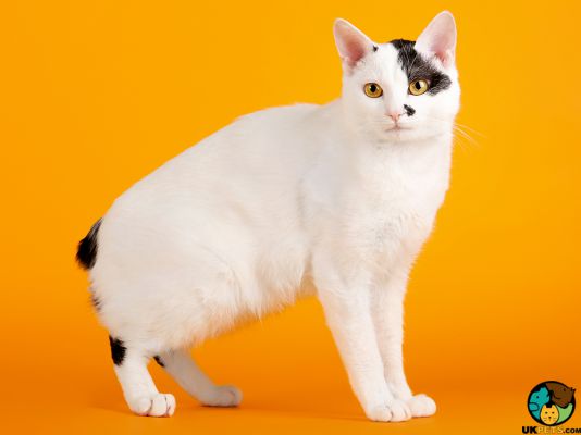 Japanese Bobtail in Great Britain