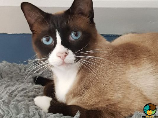 15+ Snowshoe Cat For Sale Uk Furry Kittens
