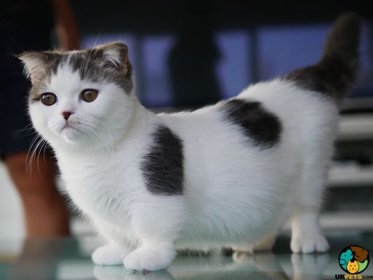 the munchkin cat for sale