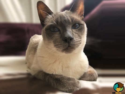 Tonkinese in the UK