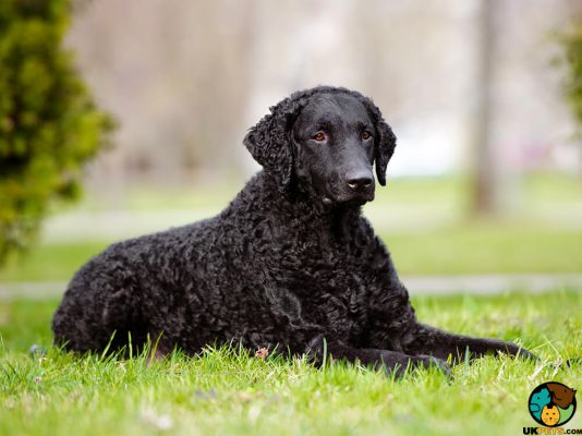 Curly Coated Retriever in the UK