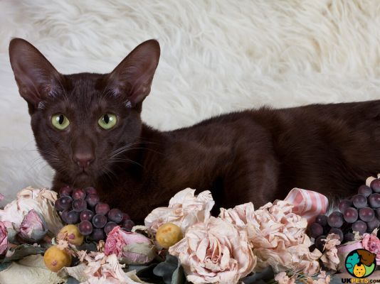 Havana Brown Cat Breed Information UK Pets