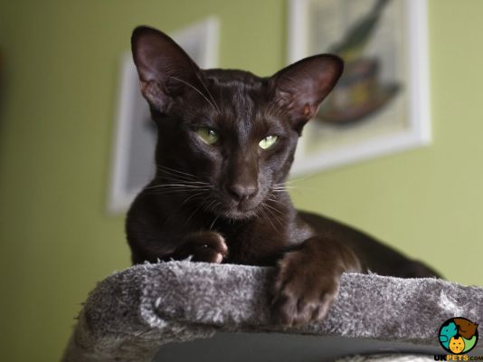 Havana Brown Cat Breed Information UK Pets