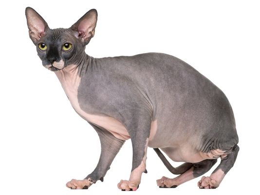 Sphynxes in Great Britain