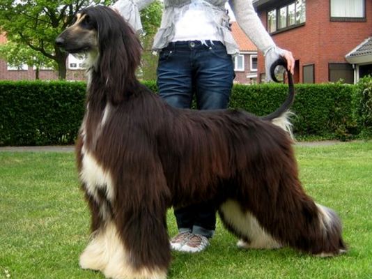 Afghan Hounds in the UK