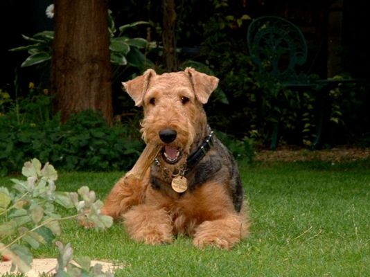Airedale Terrier in Great Britain