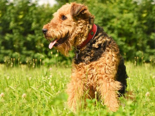 Airedale Terriers in the UK