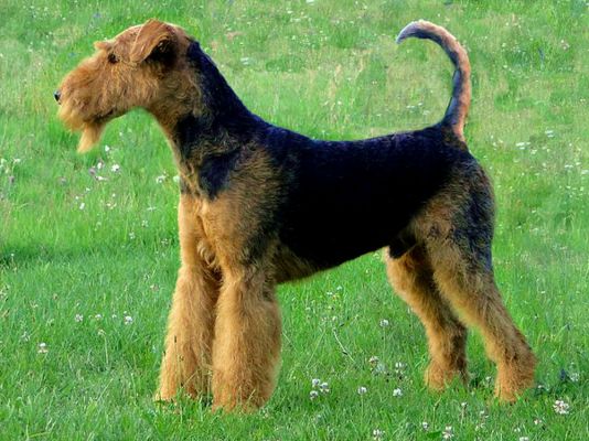 Airedale Terrier Dogs