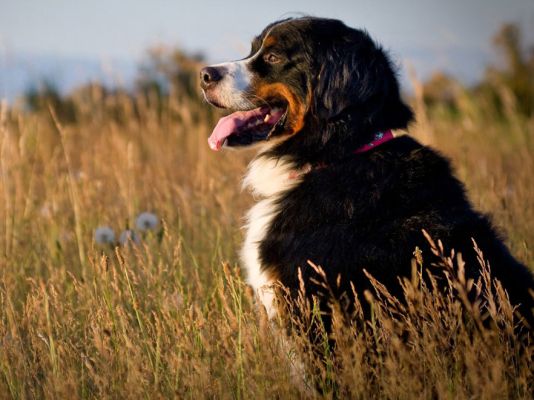 Bernese Mountain Dogs in the UK