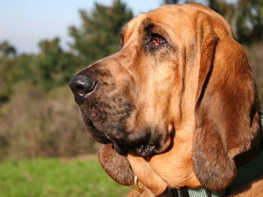 Bloodhound in the UK