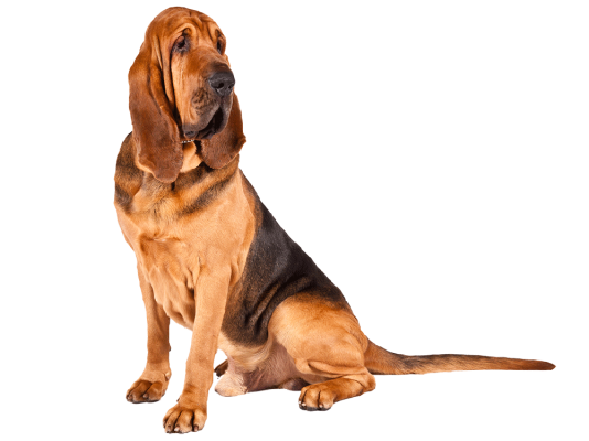 Bloodhound Breed