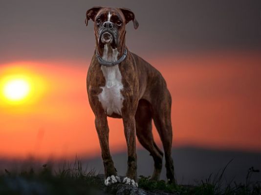 Boxer Breed