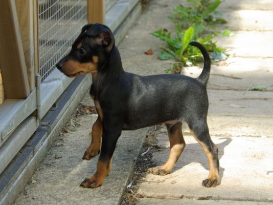 English Toy Terrier Breed