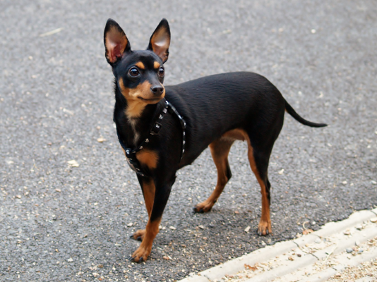 English Toy Terrier in the UK