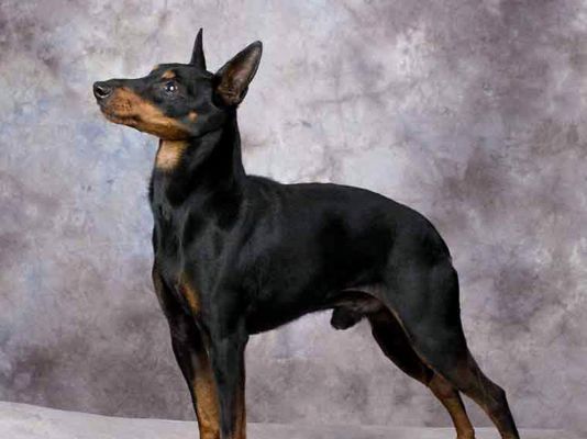 English Toy Terrier Dogs