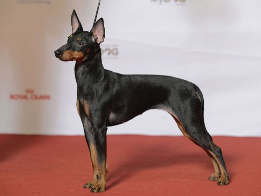 English Toy Terriers in the UK