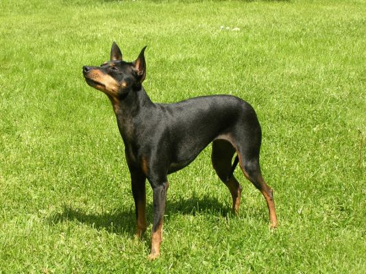 English Toy Terriers in Great Britain