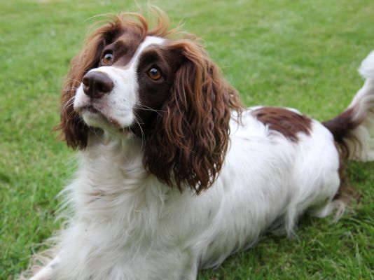 French Spaniels in Great Britain